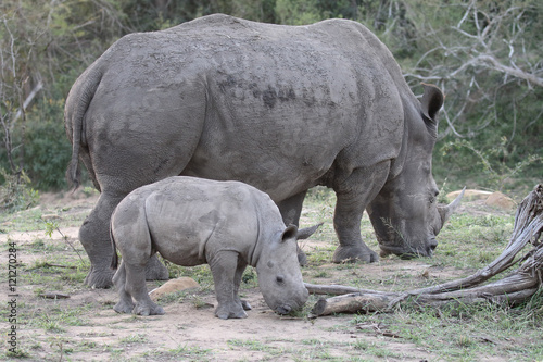 White rhinoceros, Diceros simus © Erni