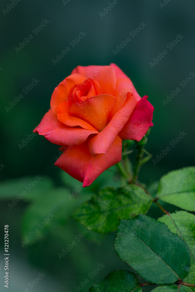 Red rose plant outdoors in the garden Red rose plant outdoors in the garden