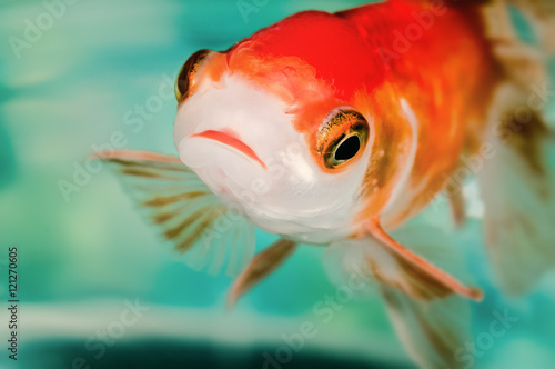 Fotografiet Closeup goldfish macro bright red orange colour big eyes