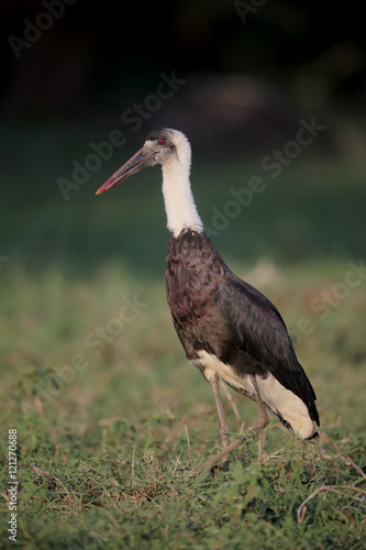 Woolly-necked stork, Ciconia episcopus