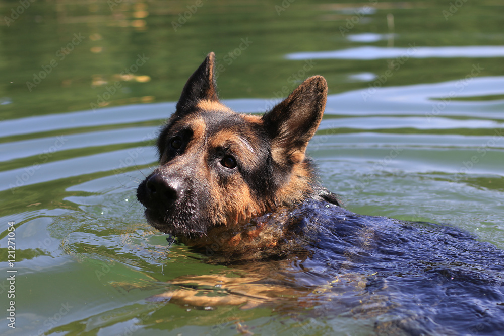 German shepherd swims in the water in summer day German shepherd swims in the water in summer day