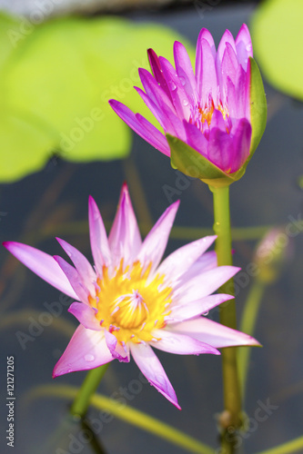 Lotus in Wat Pho, Bangkok, Thailand