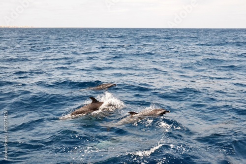 Golfinhos photo