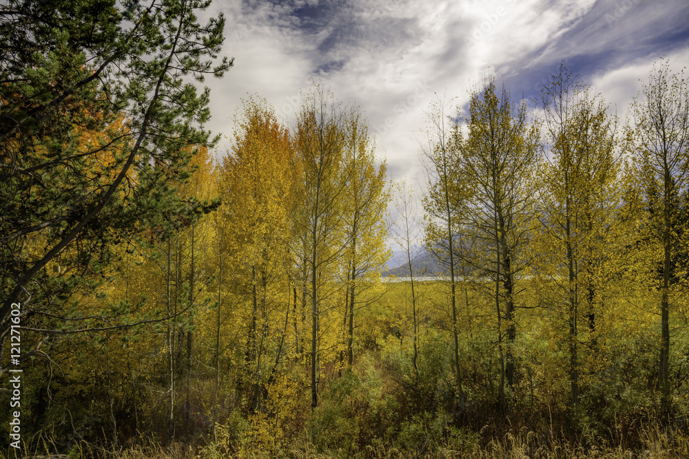 Fototapeta premium Grand Teton Fall Aspens