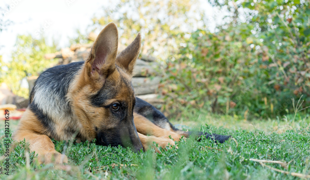 German shepherd dog looking aside and lying on the grass waiting for her owner.