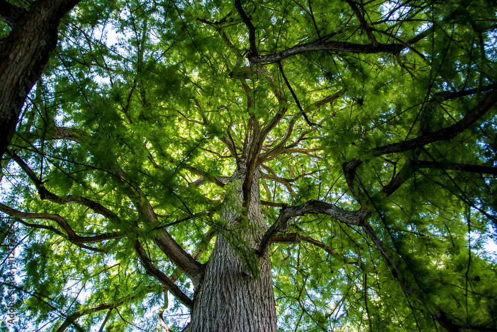 Fototapeta premium Branching Out