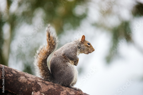 Wild grey squirrel standing on top a tree trunk