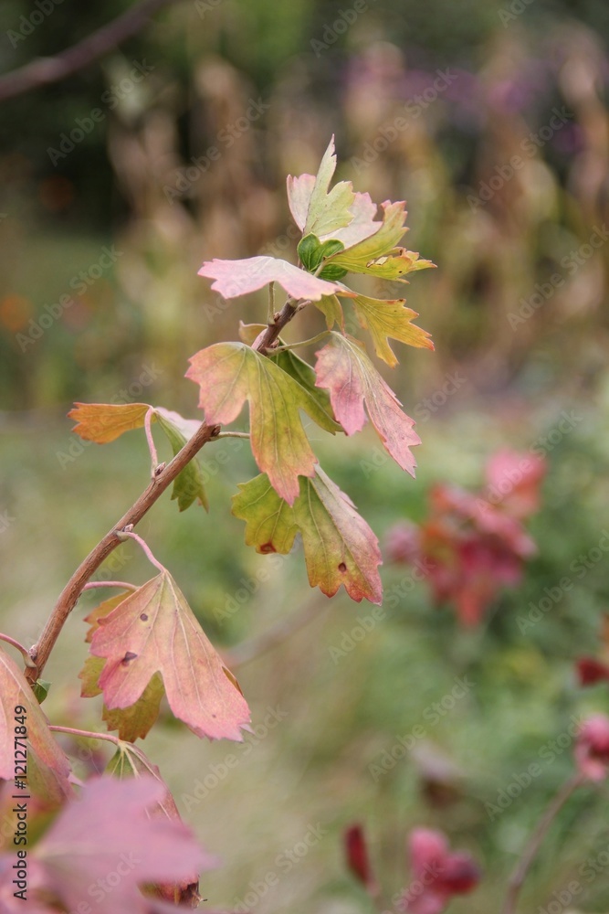 Fototapeta premium red and green autumn leaves of currant