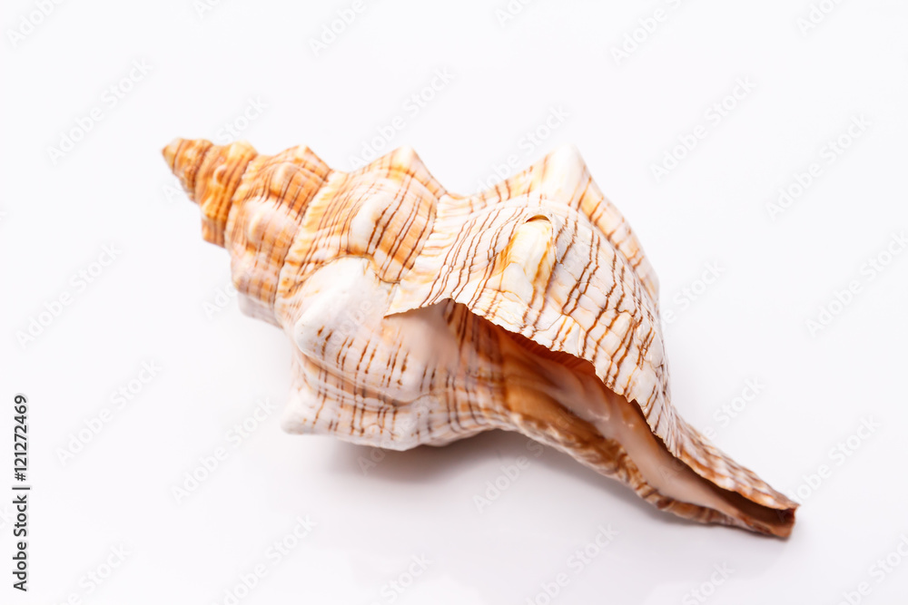 Sea shell on a white background Sea shell on a white background