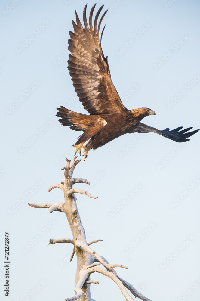 Obraz premium Golden eagle taking flight