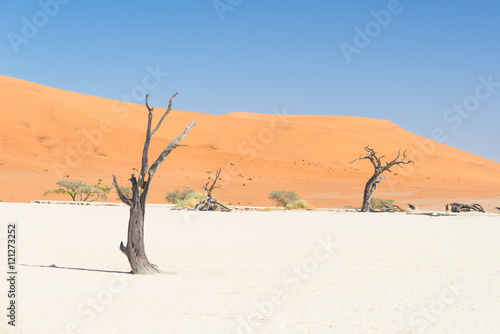 The scenic Sossusvlei and Deadvlei, clay and salt pan with braided Acacia trees surrounded by majestic sand dunes. Namib Naukluft National Park, main travel destination in Namibia.
