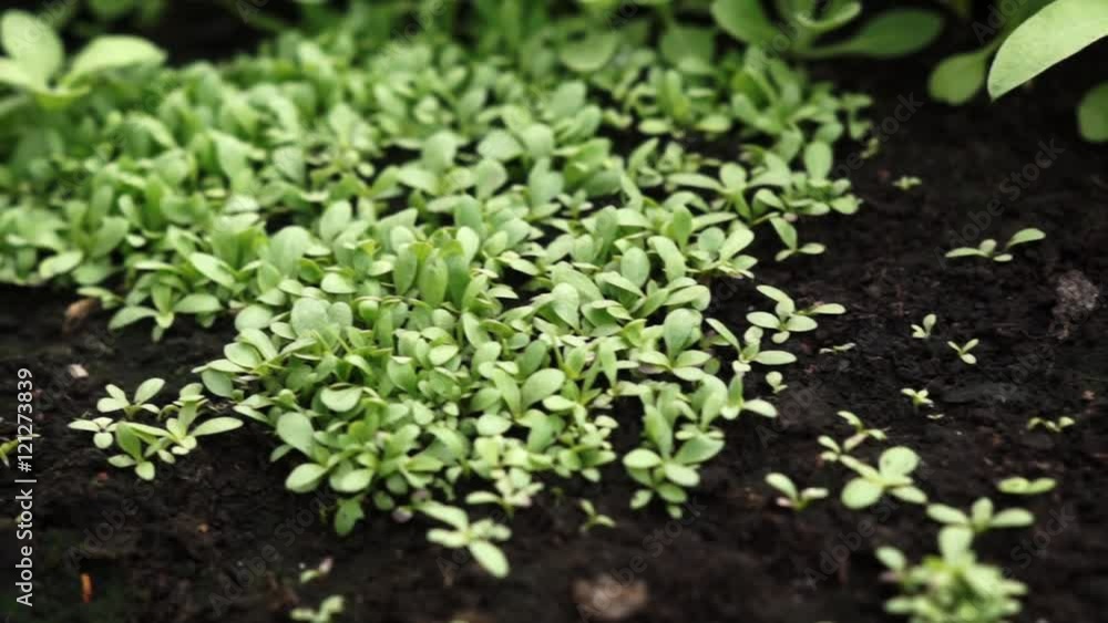 Camera slide over small plants growing out from a ground at the beginning of spring Camera slide over small plants growing out from a ground at the beginning of spring