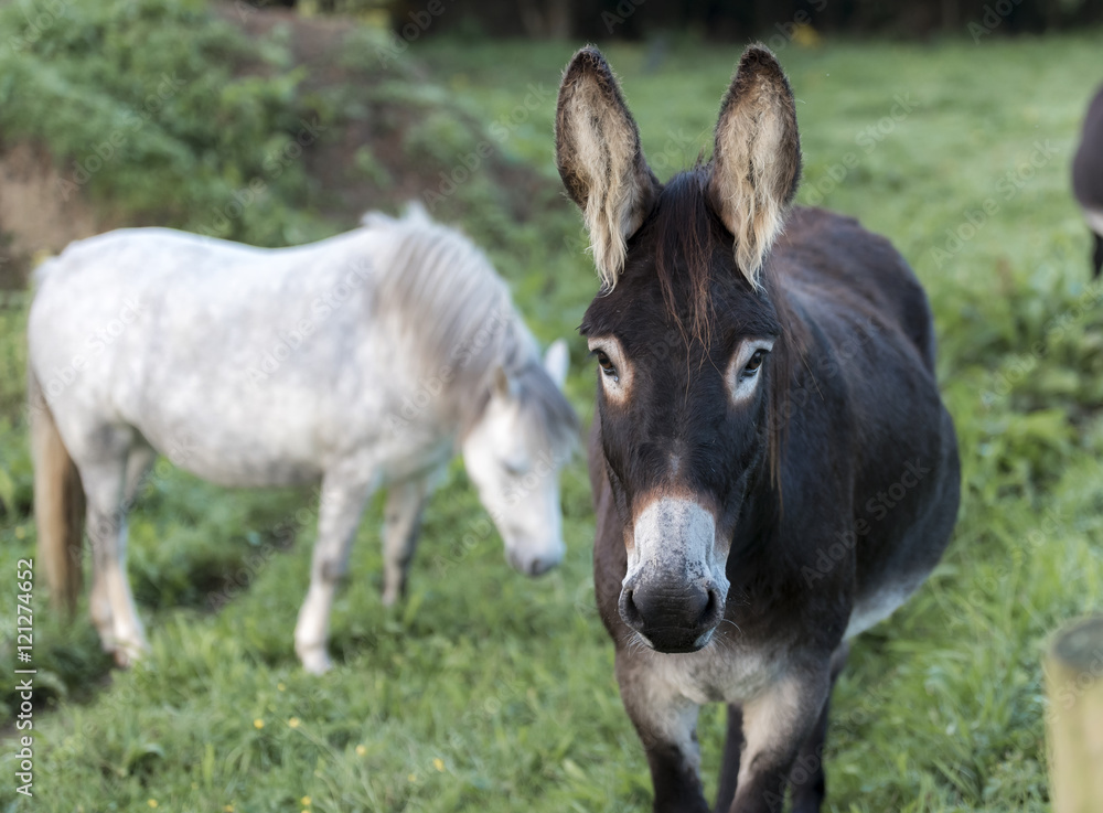 A brown Donkey, looking at the camera, with a grey horse, out of focus, in the background
A brown Donkey, looking at the camera, with a grey horse, out of focus, in the background