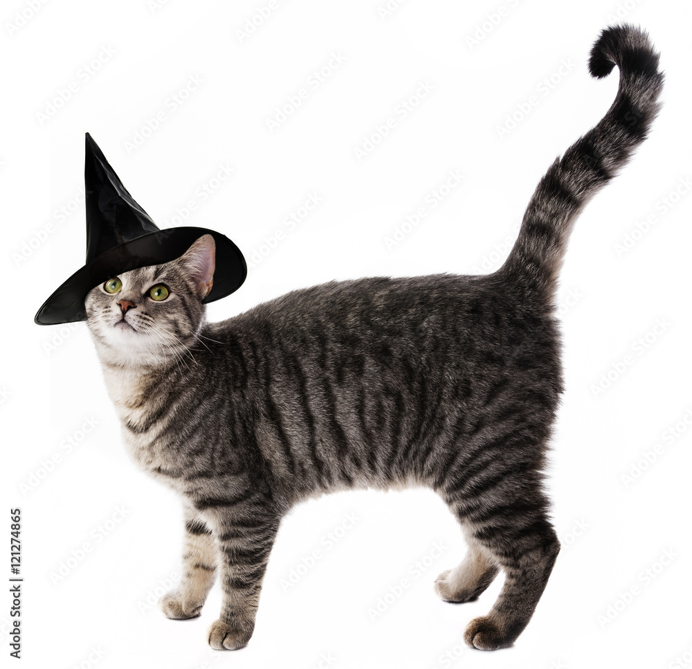 a cat with halloween hat