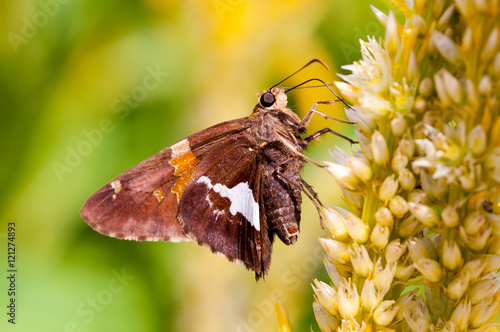 A silver spotted skipper pollinating a flower. photo