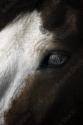Blue eyed horse