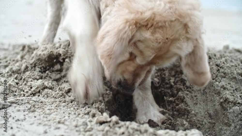 Closeup of cute retriever digging a hole in the sand and sniffing it in slow motion Closeup of cute retriever digging a hole in the sand and sniffing it in slow motion