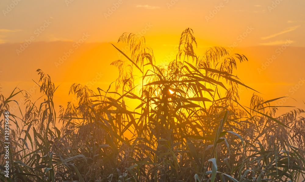 Reed along a canal at sunrise in summer Reed along a canal at sunrise in summer
