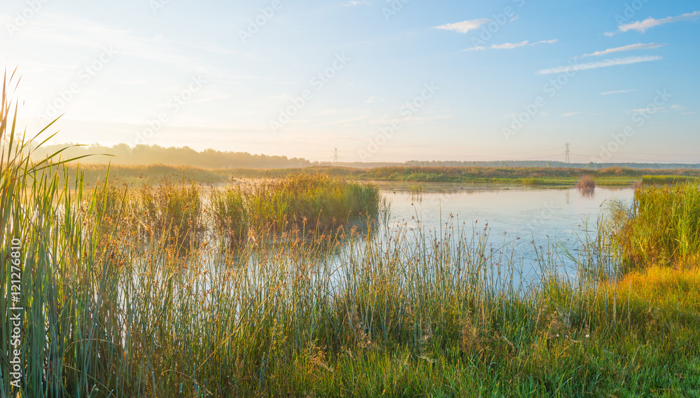 Shore of a lake at sunrise in summer