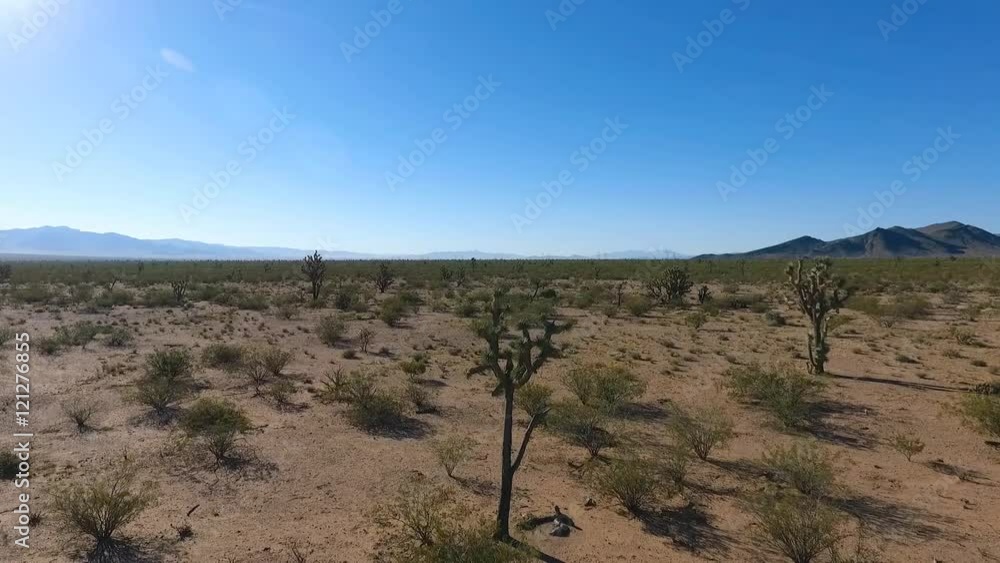 Aerial pull back of Joshua trees in the desert Aerial pull back of Joshua trees in the desert
