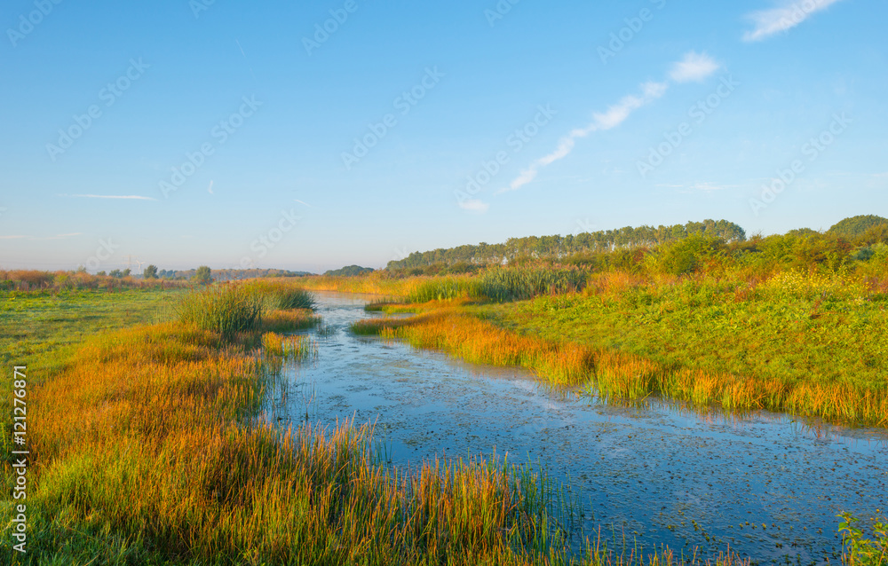 Shore of a lake at sunrise in summer