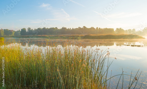 Shore of a lake at sunrise in summer