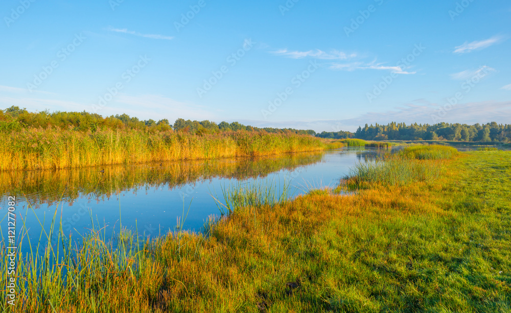 Shore of a lake at sunrise in summer