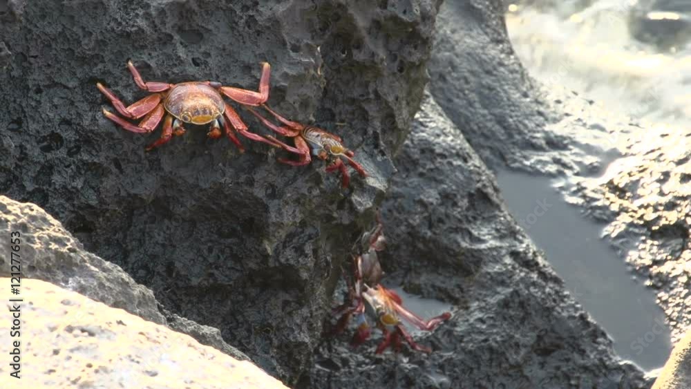 Red Rock Crabs at the rocks at the Galapagos Islands, Ecuador Red Rock Crabs at the rocks at the Galapagos Islands, Ecuador