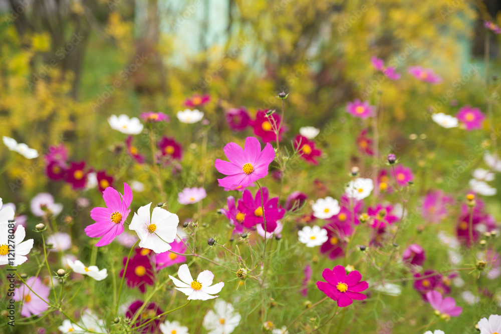 Fototapeta premium Flowers in the meadow. Autumn flowers. Beautiful. Floral background.