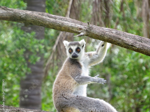 Ring-tailed lemur on tree branch © hereswendy