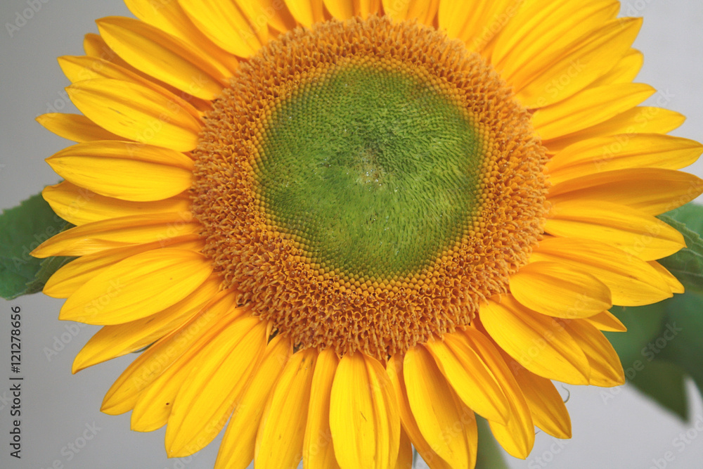 Obraz premium Sunflower