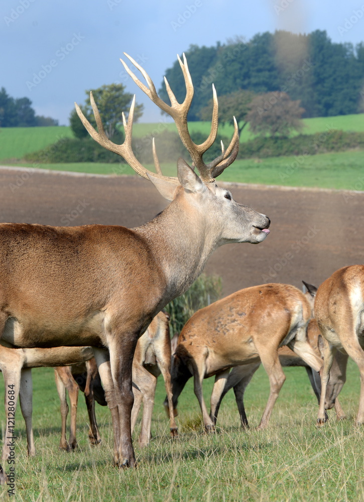 Herr der Rehe, stattlicher Rothirsch inmitten seiner Herde Herr der Rehe, stattlicher Rothirsch inmitten seiner Herde