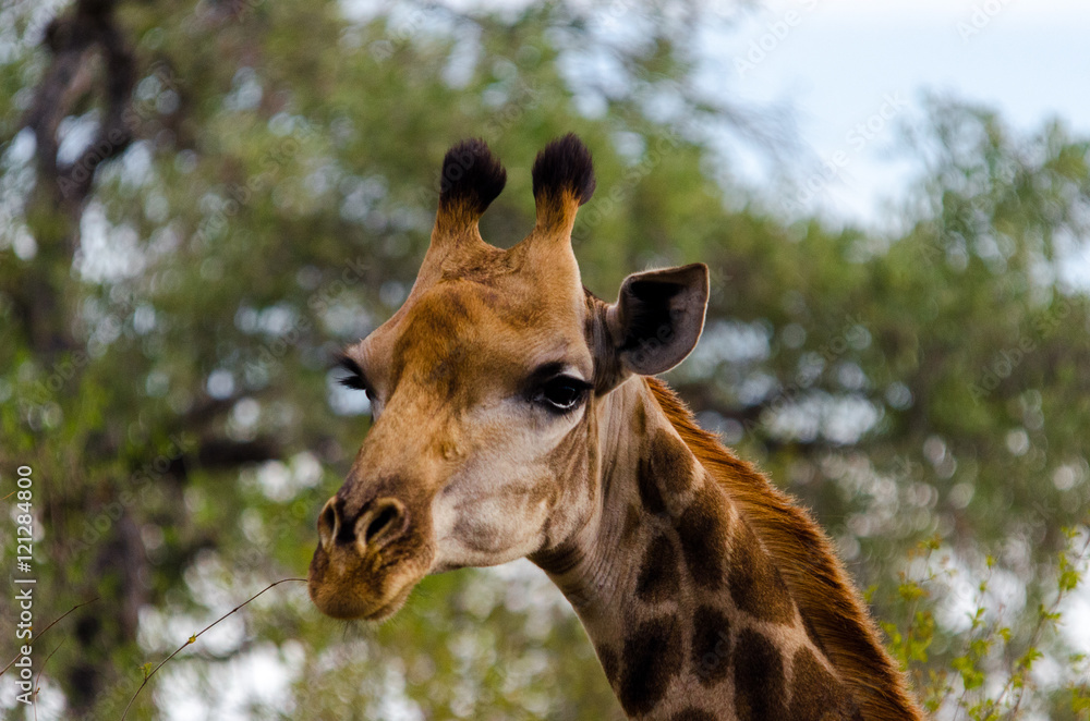 Obraz premium giraffe