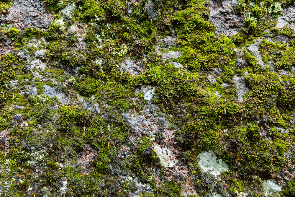 Green moss on the stone texture Green moss on the stone texture