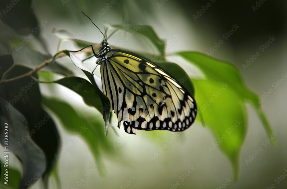 Colorful Butterfly sitting on a Leaf Close up Colorful Butterfly sitting on a Leaf Close up