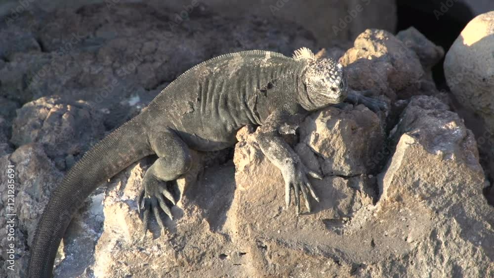 Land Iguana spitting sea water at the Galapagos Islands, Ecuador Land Iguana spitting sea water at the Galapagos Islands, Ecuador