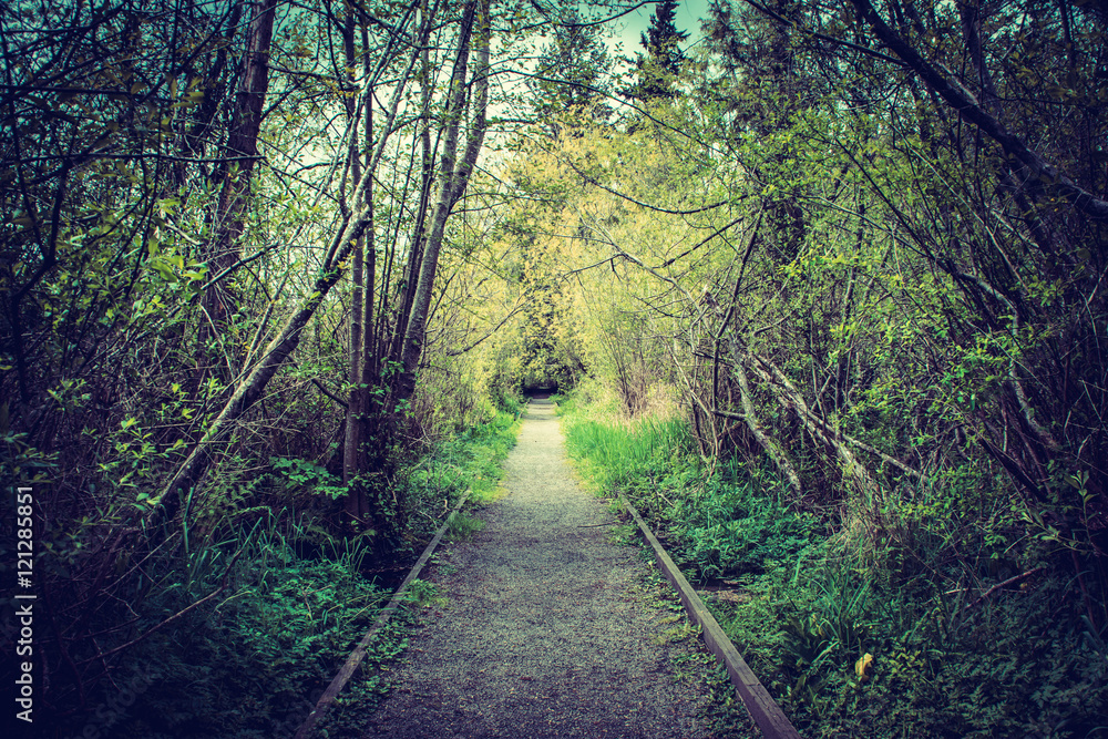 Obraz premium Pathway through the marsh