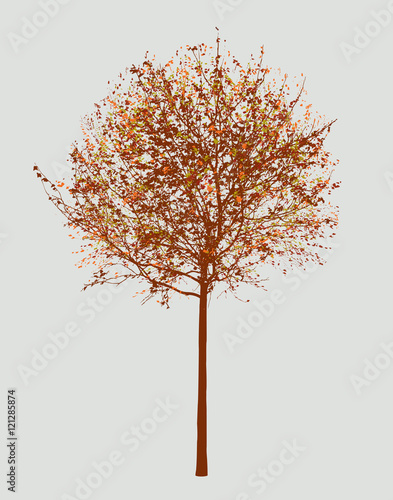 Small deciduous tree in the autumn