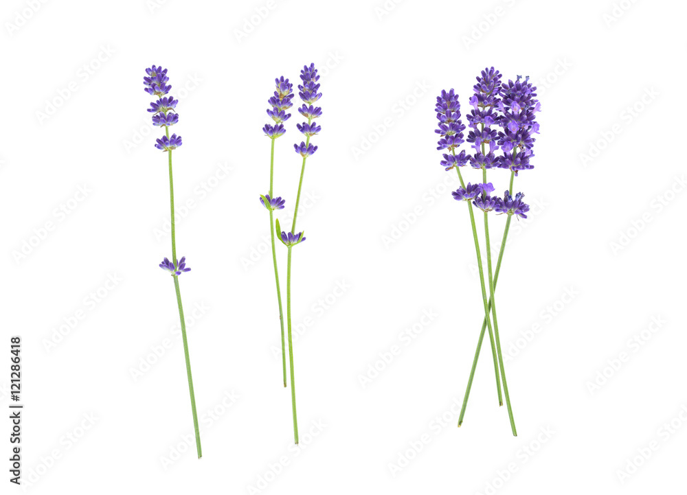 Lavender flowers isolated on white  - obrazy, fototapety, plakaty 