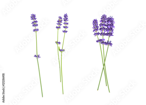 Lavender flowers isolated on white 