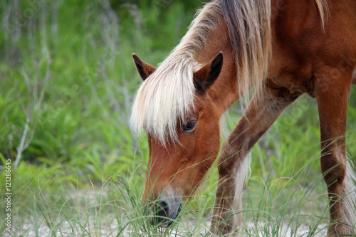 Fototapeta Naklejka Na Ścianę i Meble -  The Wild Horses of Shackleford Banks