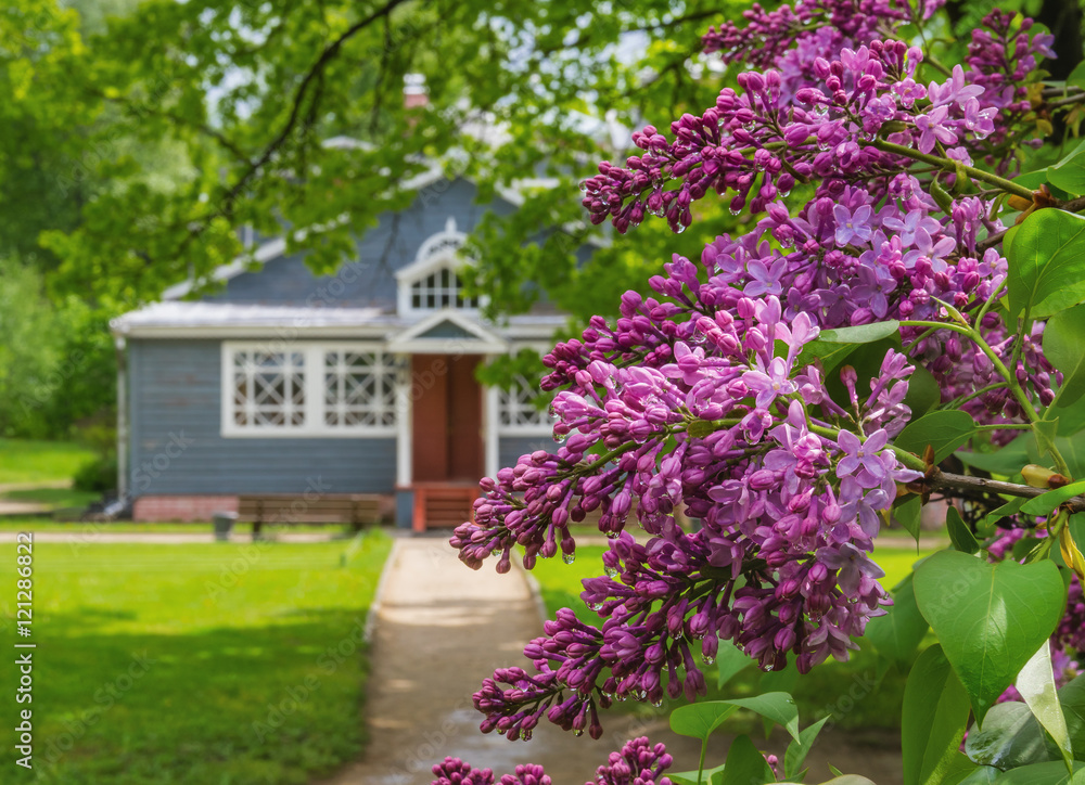 Obraz premium Blooming lilac in museum-reserve 