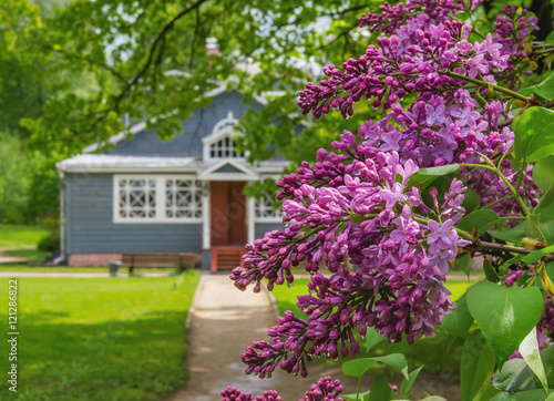 Blooming lilac in  museum-reserve  Muranovo   Moscow region  Rus