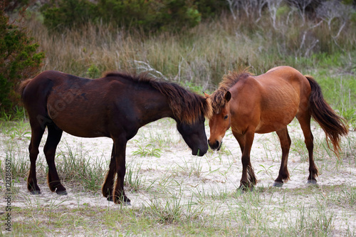 The Wild Horses of Shackleford Banks © John Wijsman