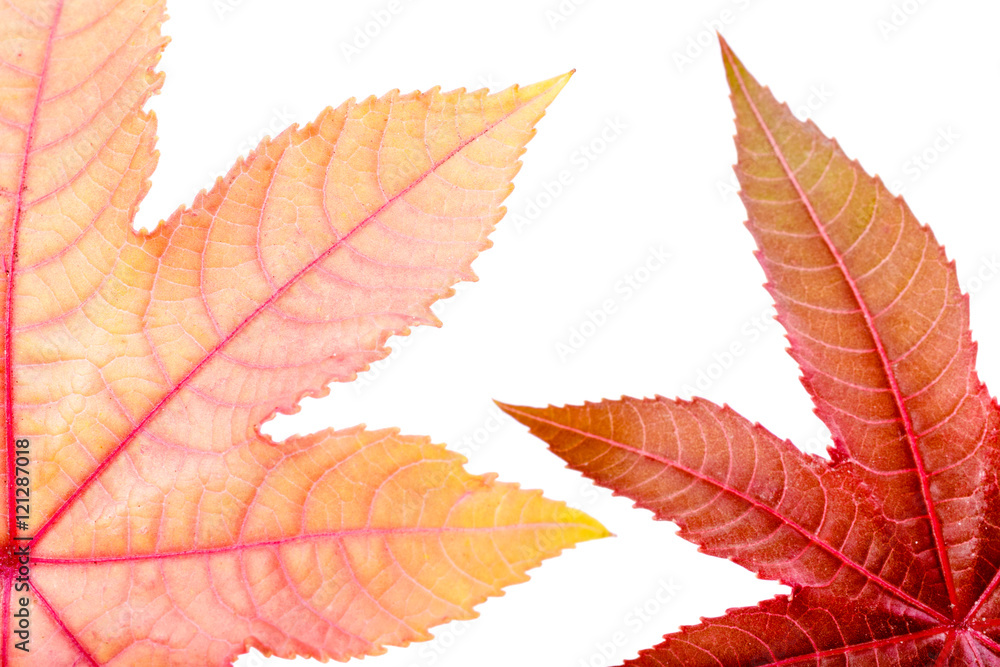 Castorbean leaf. Castor oil plant, Ricinus communis. Stock Photo ...