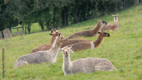 Herd of llamas grazing in British field. Domesticated camelids raised for wool, chewing cud and eating grass in British countryside
