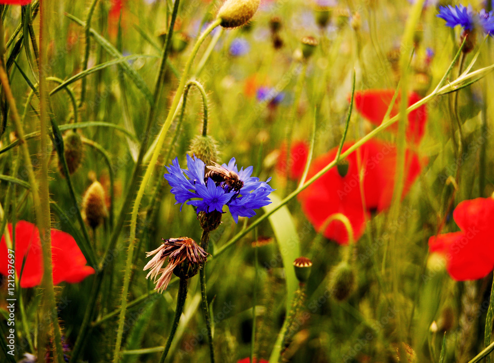 Naklejka premium Field with poppies and cornflowers. Bee on cornflowers. Wildflowers. Flowers in a summer field