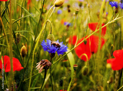 Field with poppies and cornflowers. Bee on cornflowers. Wildflowers. Flowers in a summer field