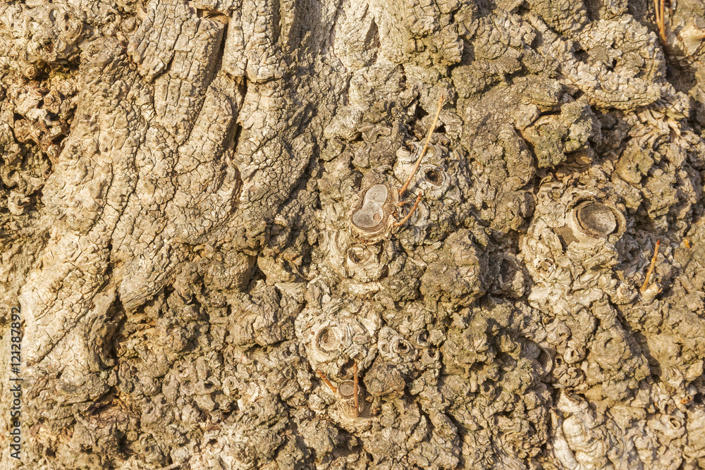 Tree bark Tree bark
