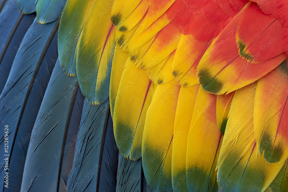 Fototapeta premium Beautiful nature: parrot feathers background.